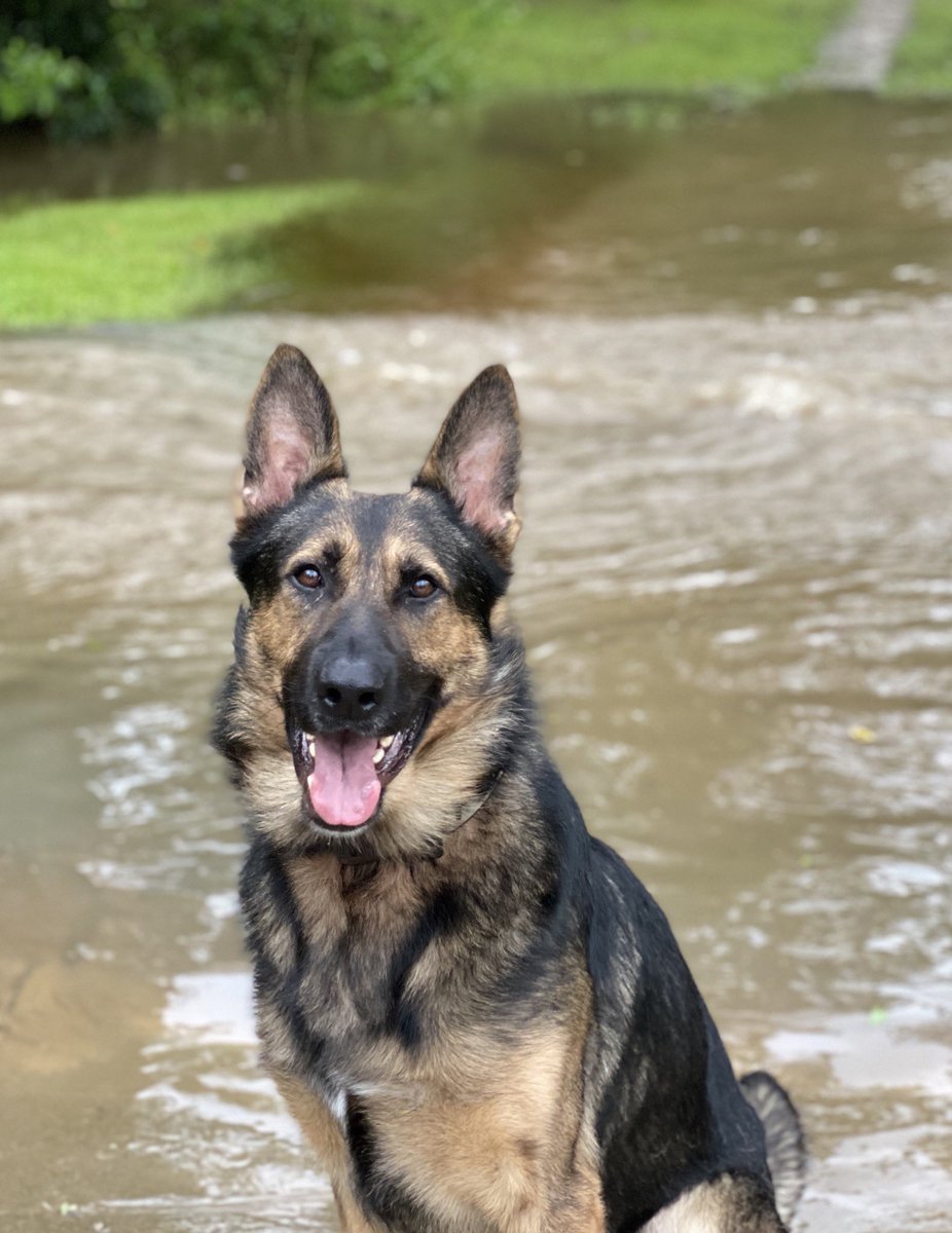 A little sunshine on this gloomy Florida day! #TeamEvo #TeamEvo #Evomaniacs #policek9 #policedog #policedogs #k9team #k9unit #policek9 #k9handler #workingdog #workingdogs #furmissile #landshark #K9life #k9police #k9cop #thinbluefamily #thinblueline #sendus #k9leadstheway #k9