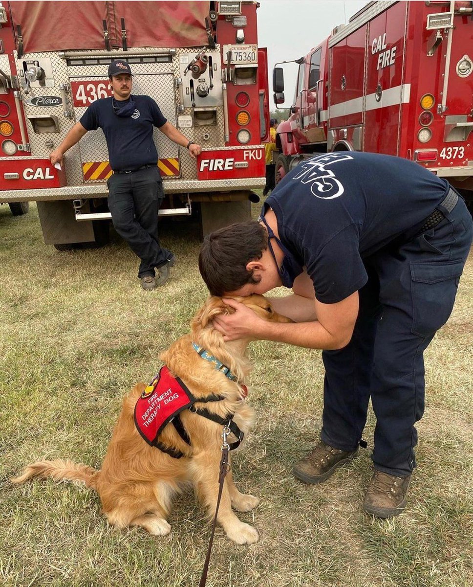Sending out a huge and heartfelt thank you to all our hardworking first responders. We are forever grateful for your incredible efforts and selflessness. 

📷 @kerith_the_golden_retriever, a very good CalFire therapy dog. ❤️