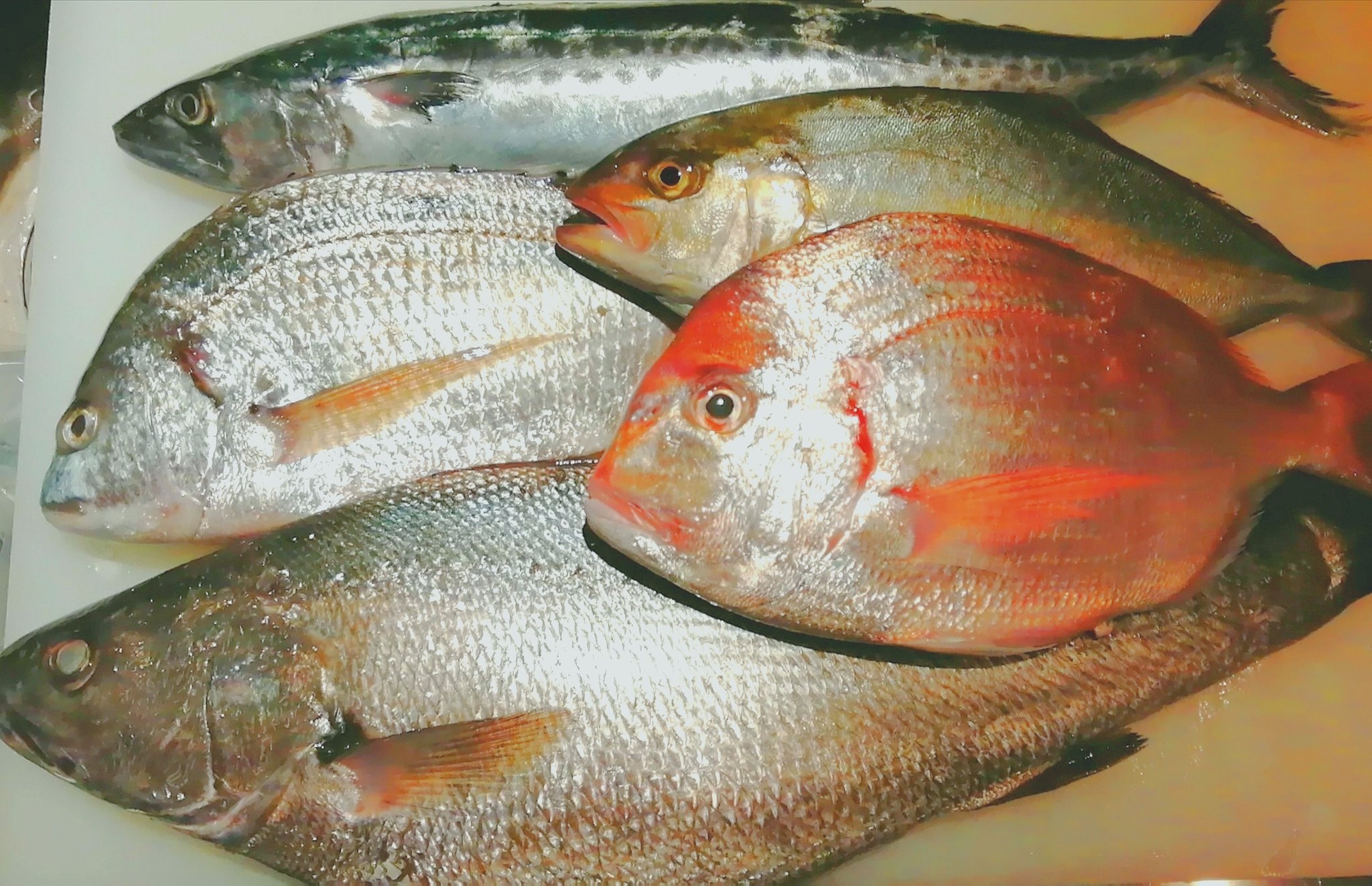 旬鮮酒場nobu お魚入荷しました キチヌ キビレ ちだい にべ さごち かんぱち 旬鮮酒場nobu 刺し身 グルメ T Co V9psjpflhd Twitter