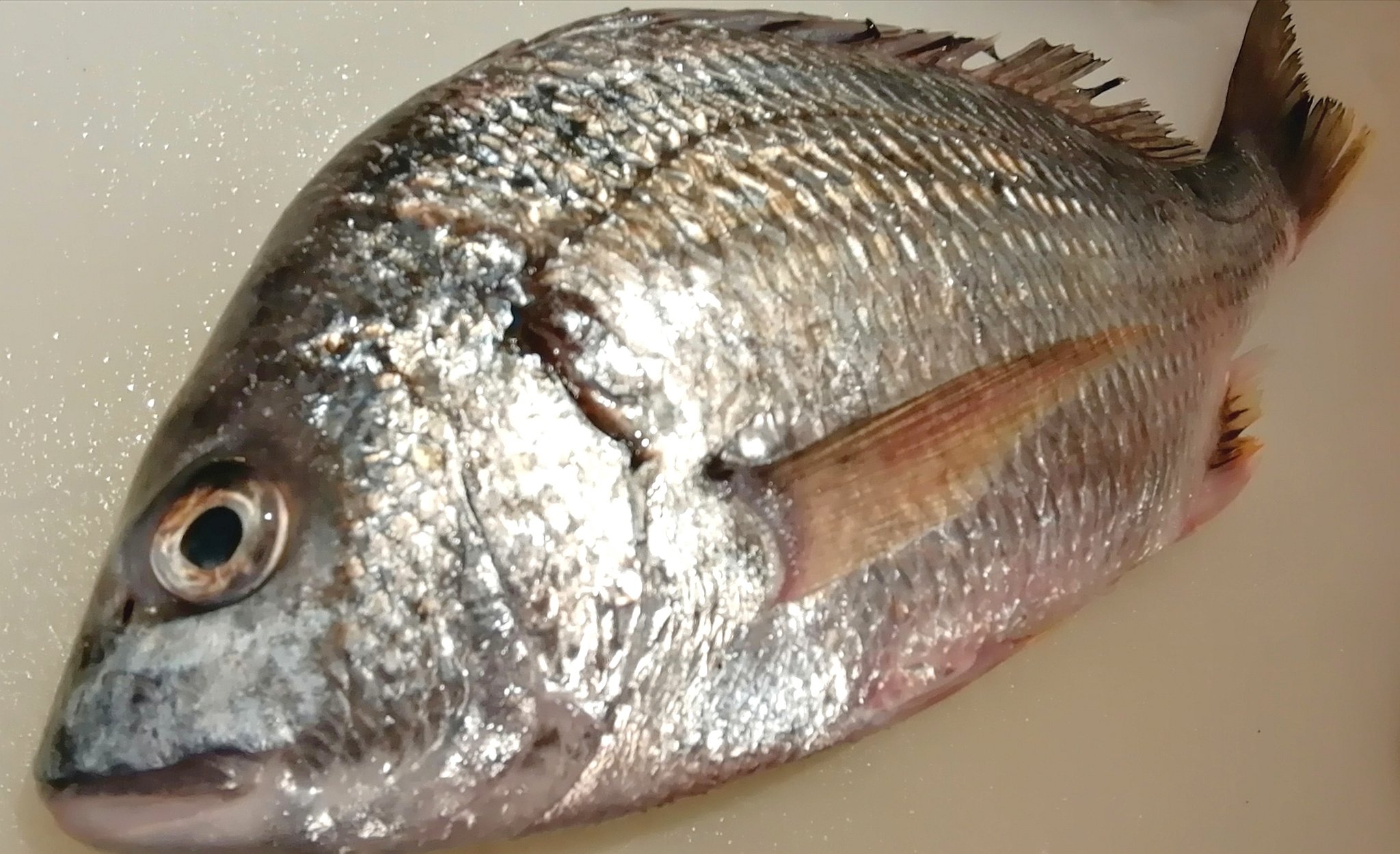 旬鮮酒場nobu お魚入荷しました キチヌ キビレ ちだい にべ さごち かんぱち 旬鮮酒場nobu 刺し身 グルメ T Co V9psjpflhd Twitter