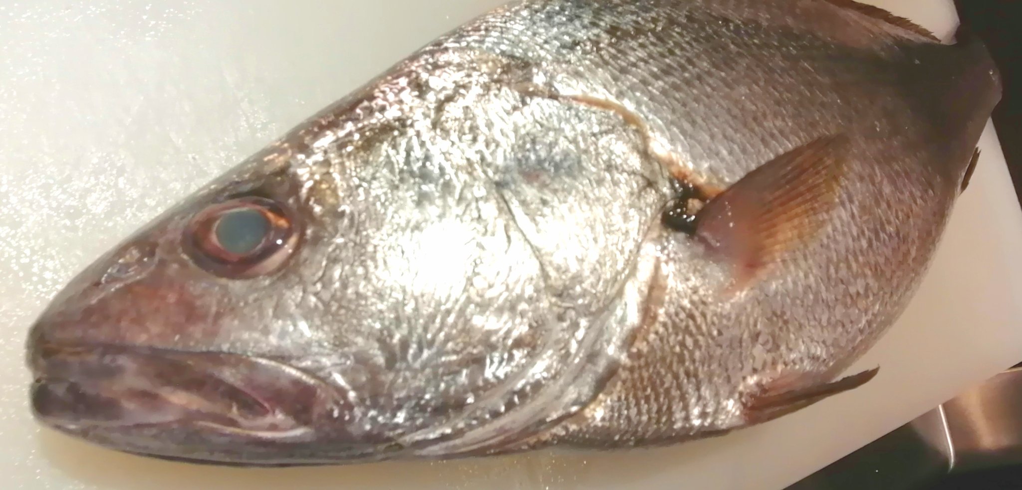 旬鮮酒場nobu お魚入荷しました キチヌ キビレ ちだい にべ さごち かんぱち 旬鮮酒場nobu 刺し身 グルメ T Co V9psjpflhd Twitter