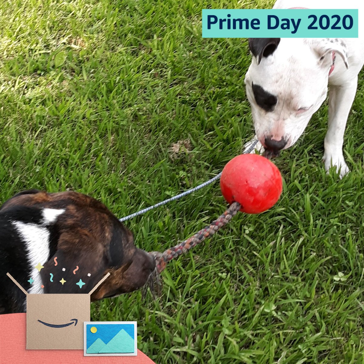 The dogs said if we win the Amazon sweepstakes they want more toys like this to fight over #PrimeDayPhotos @amazonphotos