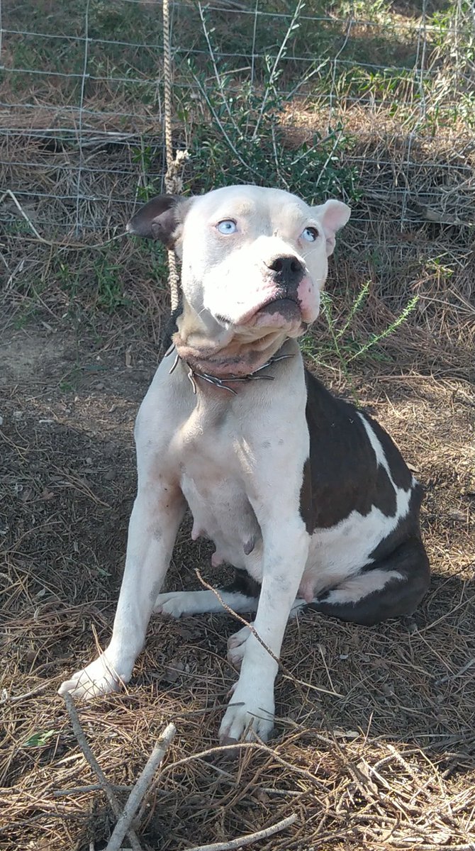 siviaromera1's tweet photo. SEVILLA
Recogida hembra cruce de American en los Palacios según los vecinos llevaba amarrada 4 días en el mismo sitio sin agua. Tiene unos 2 años está herida en los huesos con el collar de pinchos sin chip
Si alguien quiere adoptarla/acogerla
protectoraelbuenamigo@gmail.com https://t.co/bJ5SSp8esJ