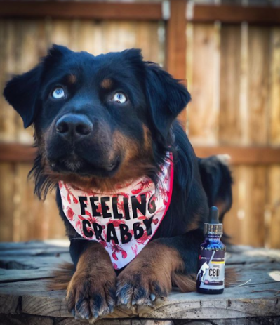 PurePetCBD's tweet photo. You cannot look in @sig.mini.aussie 's eyes and not fall in love.  😍
#cbdoil #cbddogs https://t.co/jozdkUMrq7