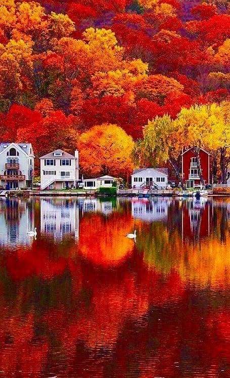 barten089's tweet photo. "Autumn is a second spring when every leaf is a flower"- Albert Camus https://t.co/IdvLmLzI5G