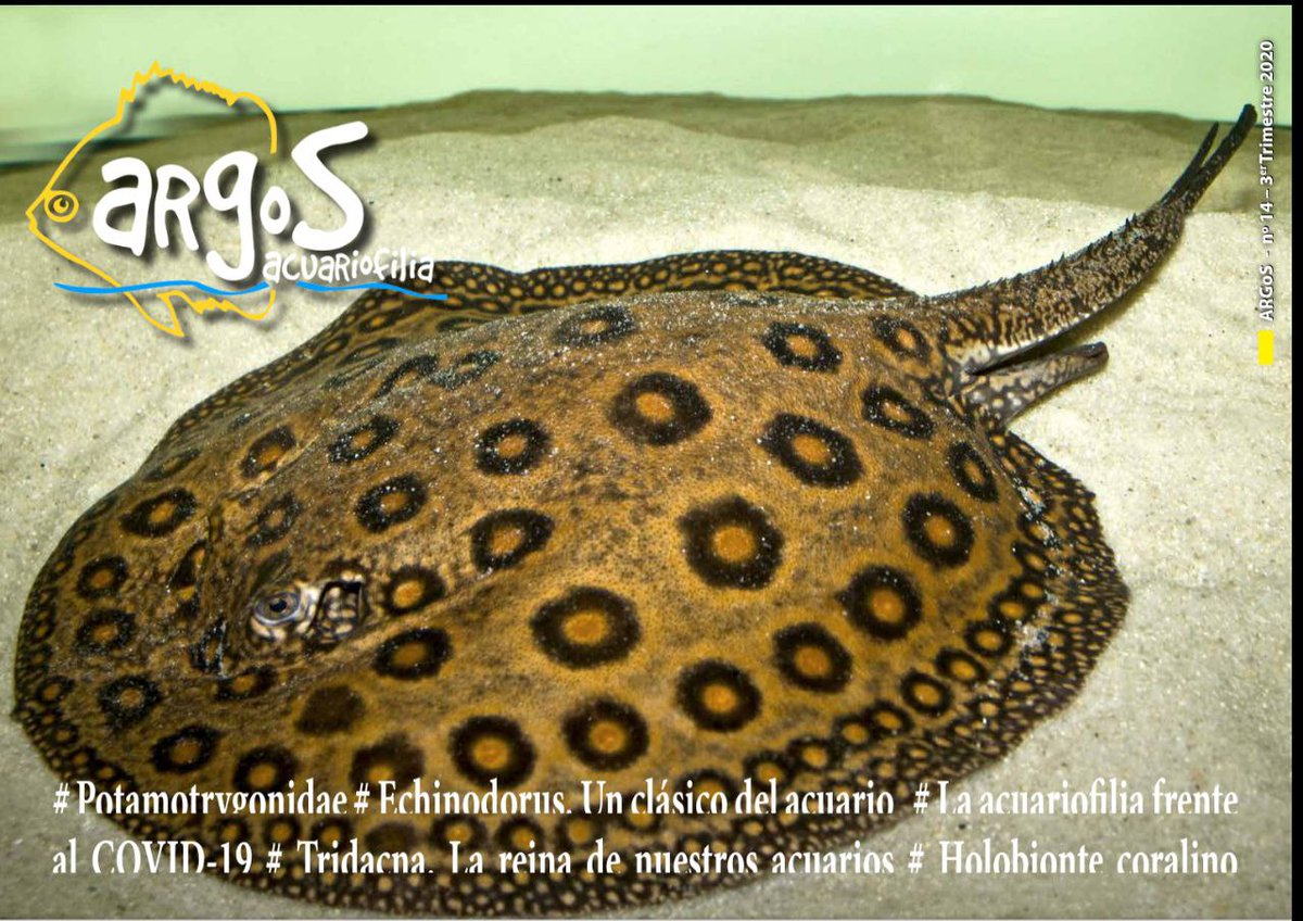 AquaticNotes's tweet image. ¡Número 14 de la revista ArGoS ya disponible en Aquaticnotes!

Descárgatelo gratis en el siguiente enlace:
aquaticnotes.com/2016/es/2020/0…

¡No te lo pierdas!