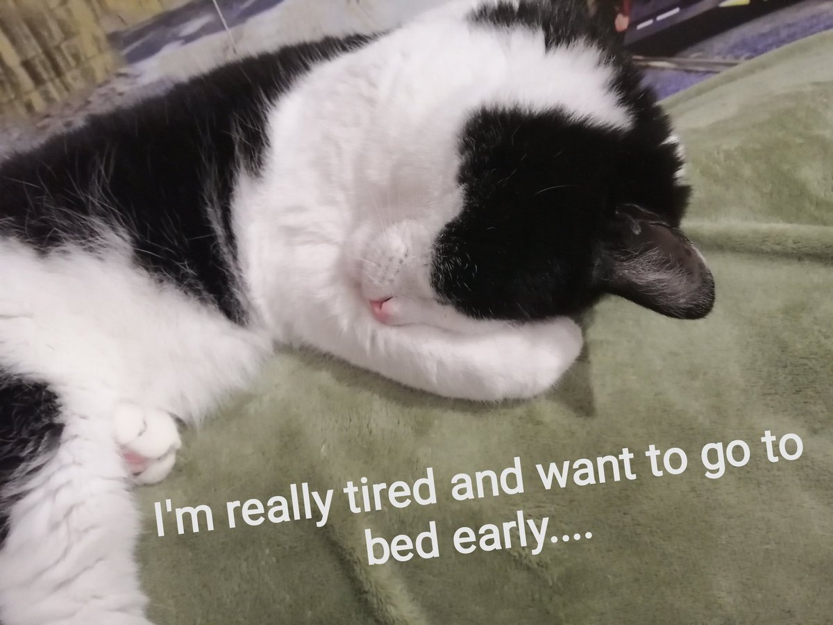 Vanil_Noir's tweet photo. After French #frenchforall #frenchwithme #jaime #français #chat #animaux https://t.co/joxcof39fj