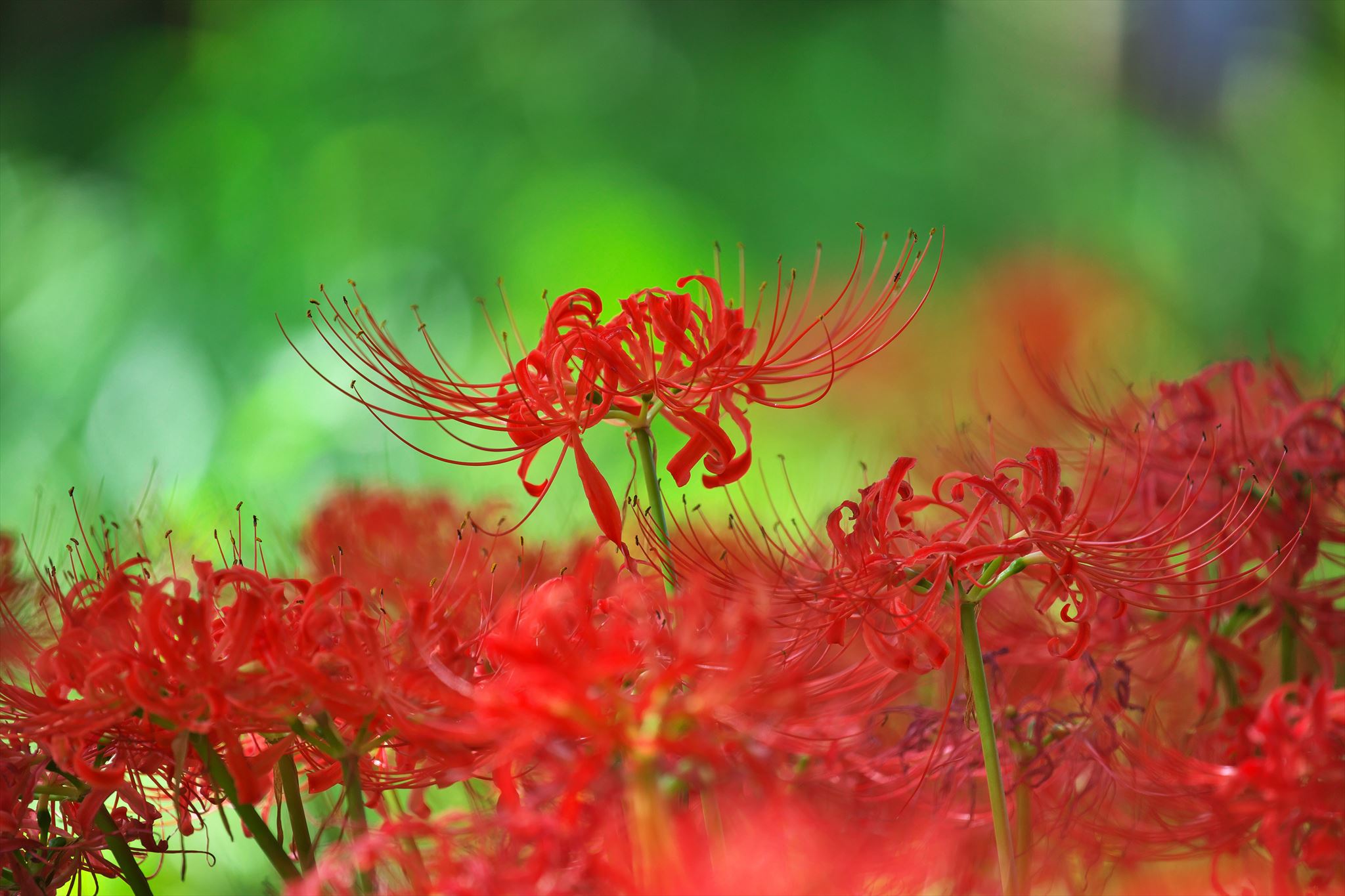 Tamotsu Daiku 彼岸花 名古屋市 庄内緑地公園 曼珠沙華 彼岸花 花の写真 T Co Mxixtgpngp Twitter
