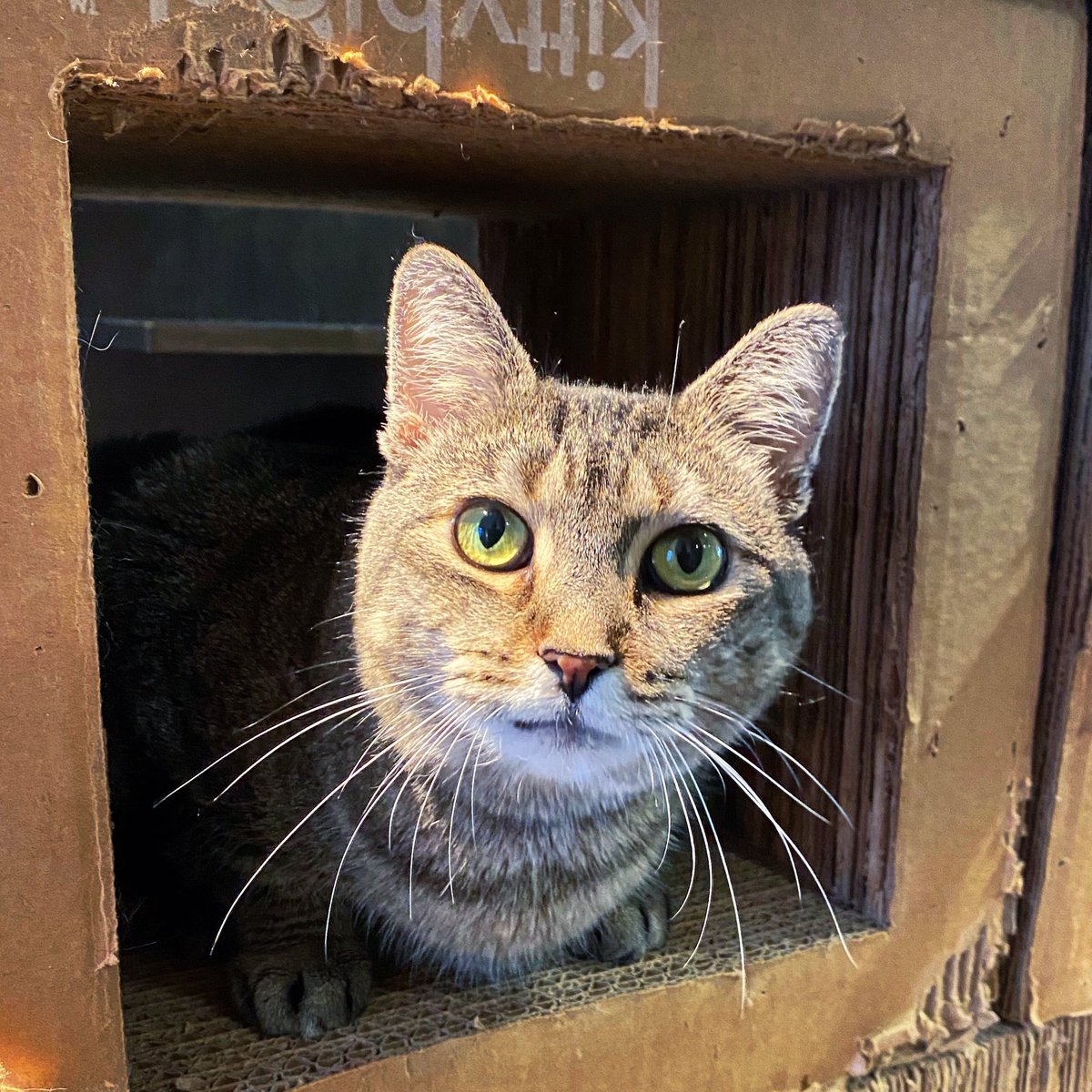 KonekoNYC's tweet photo. ⁣Who’s ready to meet the new kits on the block?⠀
⠀
Say hi to one of our new adoptable #kitties, Poppy! 👋 Weighing in between 15-20lbs, this big lady is pure love. 😻 Book a reservation via the link in bio to come see for yourself! https://t.co/Q0d4efGR5L