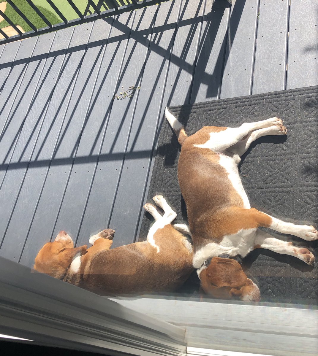 sunlitgold1968's tweet photo. Wrigley & Lambeau just livin’ that #BeagleLyfe https://t.co/p3xMUMLGYb
