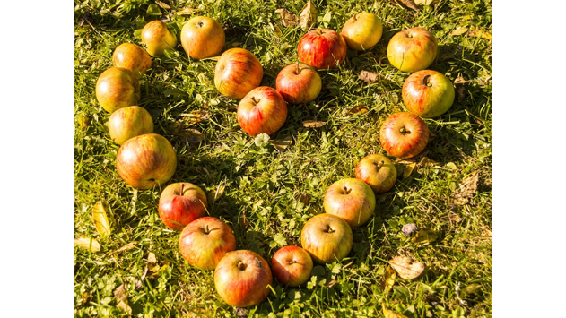 dge_wissen's tweet photo. #WeltHerztag
#Gemüse und #Obst – nimm #5amTag!
Ein hoher Konsum an pflanzlichen Nahrungsmitteln senkt das Risiko für #HerzKreislauf -Erkrankungen, fördert die allgemeine Gesundheit und schmeckt lecker. 🍎🥦🥕
https://t.co/kYeDiFRYif https://t.co/KkU46eN4OZ