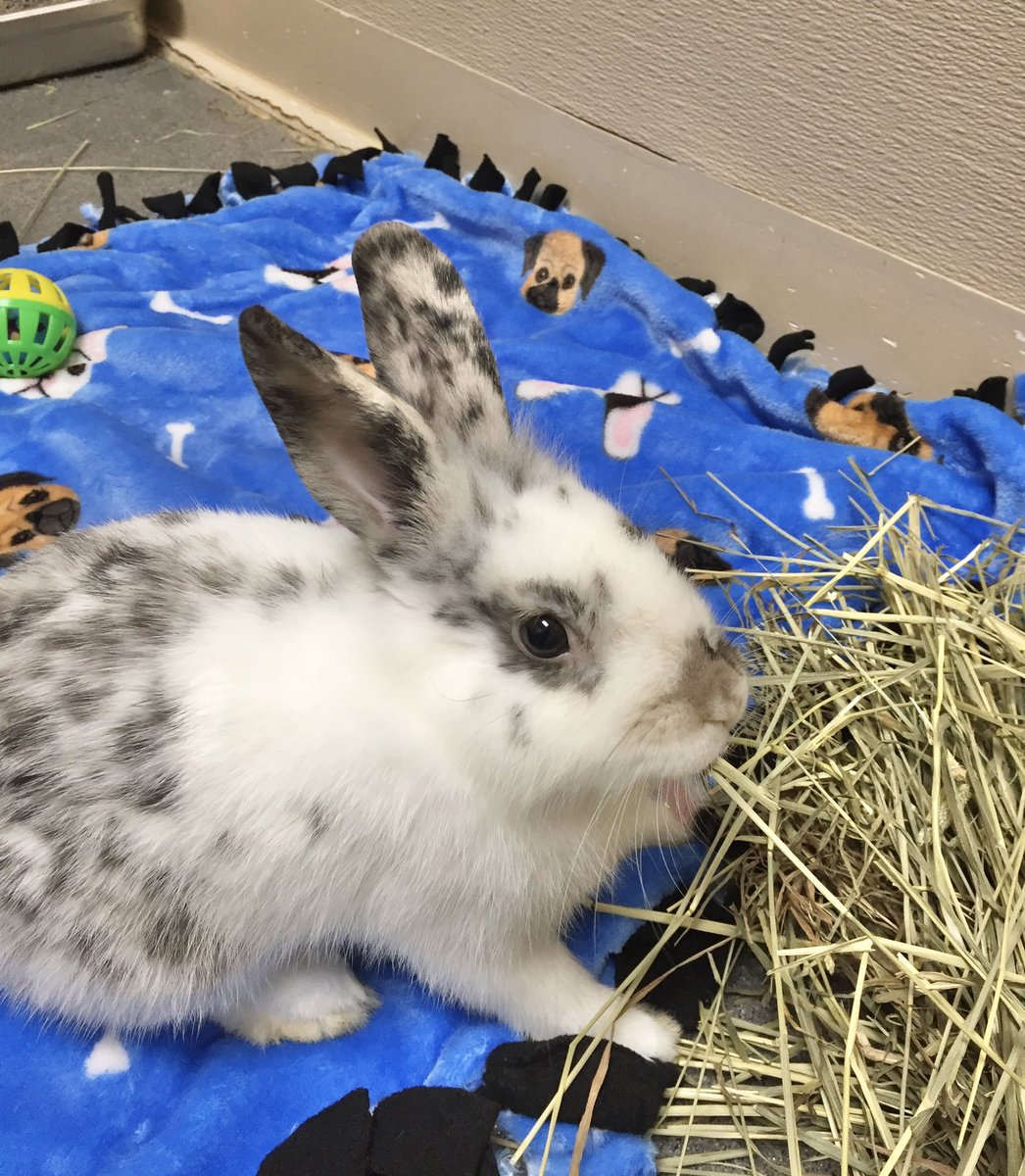 cthumane's tweet photo. Mmmm, hay. Cookie says don’t knock it til you try it! #AdoptMe #HayNow #NomNomNom #CThumans https://t.co/XiXWOsfn6p