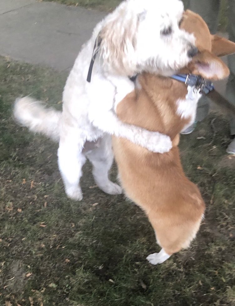 This is Wallace. He hugs every dog he sees during his walk. Knows everybody could use it right now. 14/10