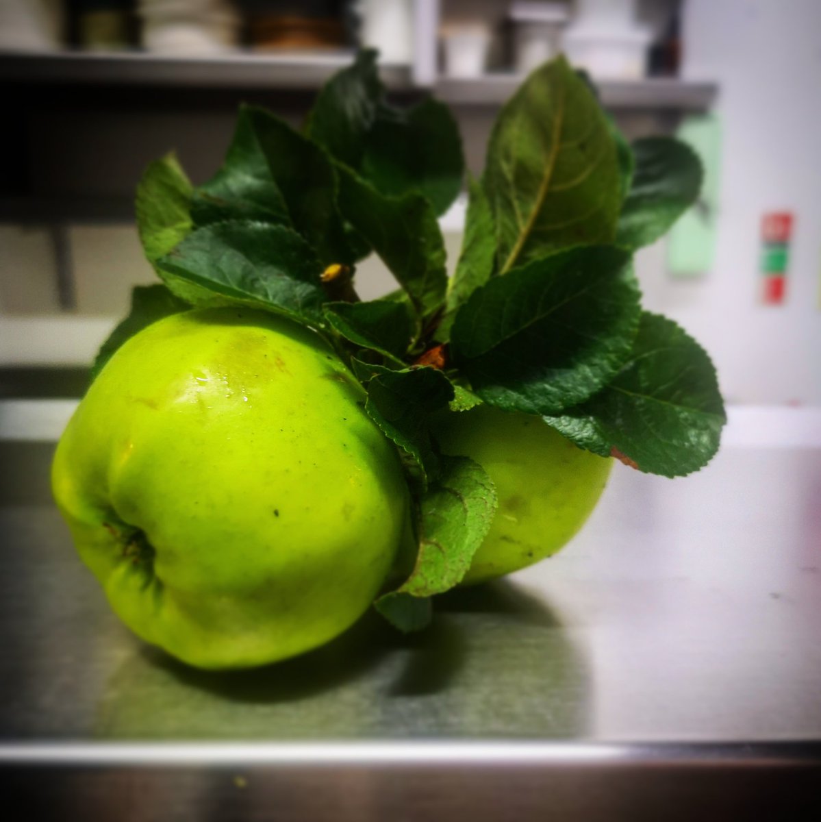 Perfect apples from @greenheartgrowers to accompany our Orkney scallop course #localproduce #localfood #autumn #apples #restaurant #annfieldplace #dennistoun #glasgow #food #scottishfood #glasgowfood