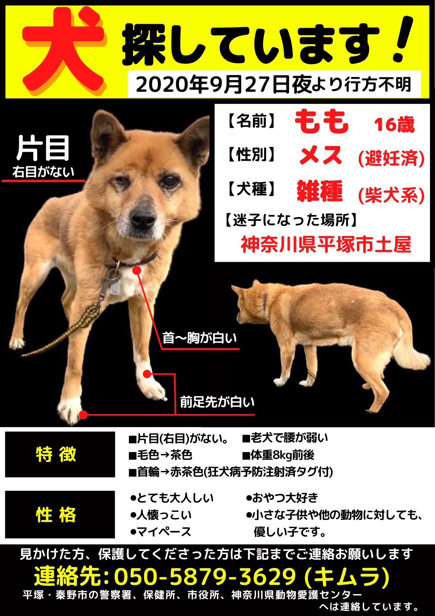 もも 片目の無い雑種犬 柴犬系 年9月に迷子になった犬の ももちゃん を探してます 近隣で似た犬を見た方はご連絡をお願いします 地域 神奈川県平塚市土屋 日時 09 27 特徴 着用物 赤茶色の首輪 狂犬病注射済タグ付 色 茶色 前足先