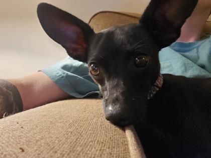 MadLilMax's tweet photo. #PuppoAlert!
My name is Skippy Jon Jones🐶 I'm a Small Male Italian Greyhound/Chihuahua, Short Coat. I'm 9 months  old, &amp; you can totally adopt me from @WrightWayRescue!

Learn more about me: https://t.co/zLbJGH9DYt https://t.co/UtSioJ3OCu