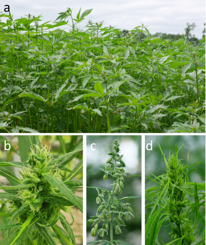 UCDflowerpower's tweet photo. What we did last summer you ask? We worked on this 40+ pages monstrosity of a #Cannabis review.
We even talked to an engineer and a cancer geneticist! Because, you know, Cannabis is awesome. And all of the coauthors are, too.
https://t.co/HJs4H10TeG https://t.co/yFQR7Cx3c3