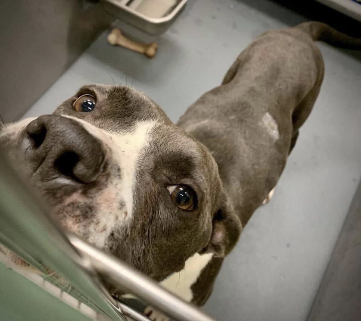 reddogsusie's tweet photo. #TN #MEMPHIS
🆘🆘STILL THERE Baby 18mo boy hw+ has bite wounds on his legs which are healing. A very sweet sociable boy who loves ppl & did pretty well in playgroups. How he would love a home & be loved & adored! Pls #ADOPT #PLEDFE #RESCUE #FOSTER #MASA696 https://t.co/snrXtPxbiq https://t.co/m99Jt14KL5