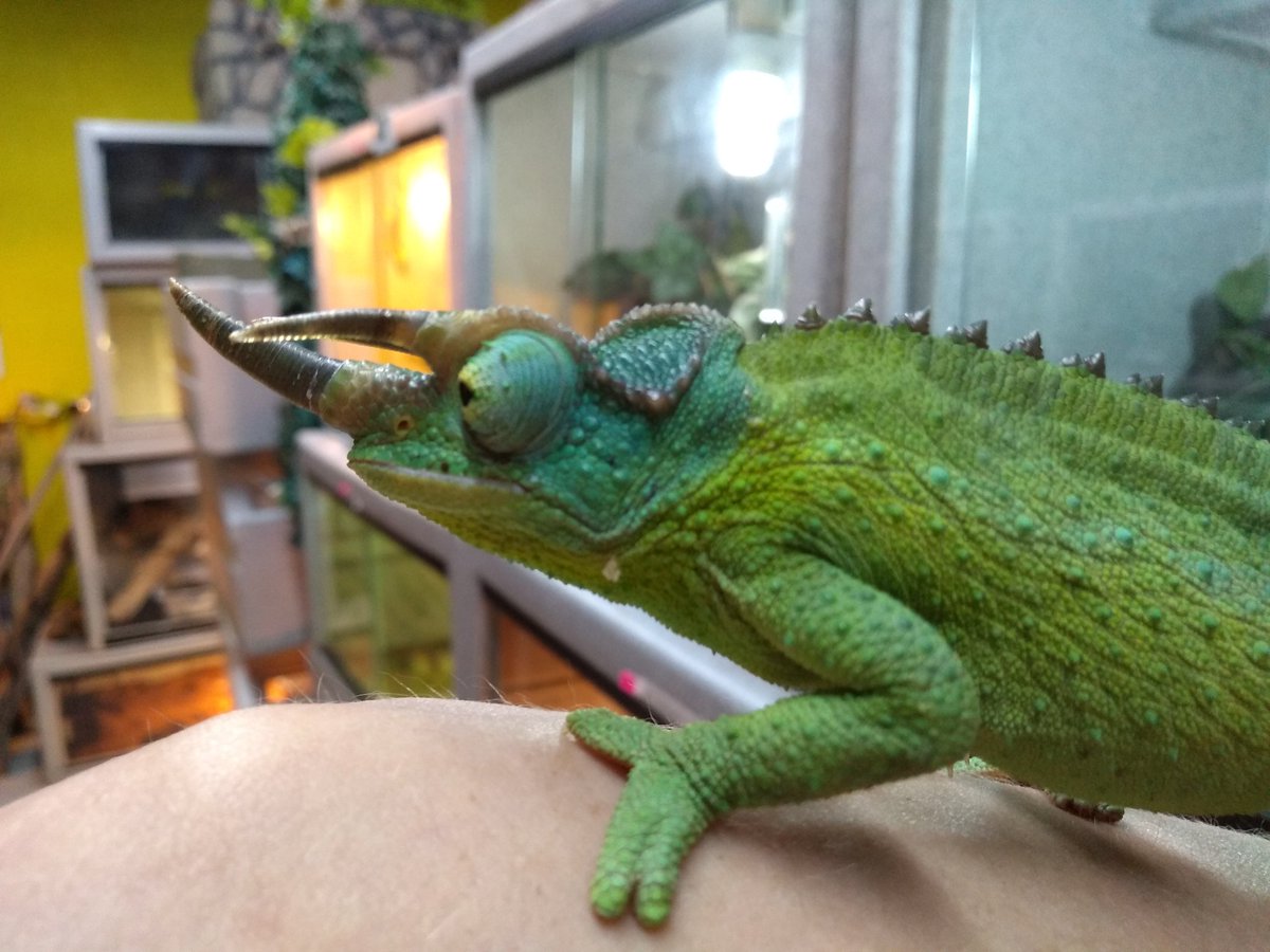 customcreatures's tweet photo. New Arrivals coming in soon! Come on by and see whats in stock now! https://t.co/kBchCygGVI