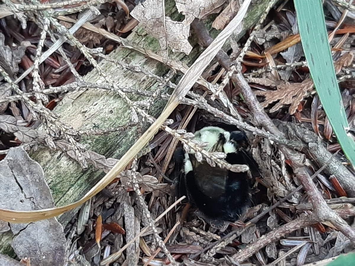 Sabrina Rondeau on Twitter: 