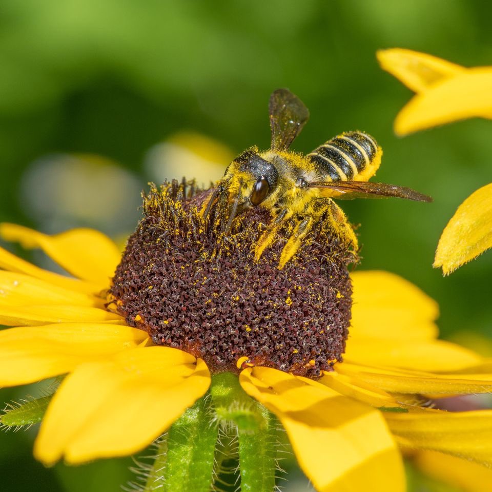 BeesNativePlant's tweet photo. Female pugnacious leafcutter bee (Megachile pugnata) on black-eyed Susan flower. An oligolectic bee—the females only collect pollen from one plant family—Asteraceae. Host plants: Helianthus, Cirsium, Coreopsis, Erigeron, Grindelia, and Rudbeckia.
#bees #pollinators #nativeplants https://t.co/PcWGy5g4L6