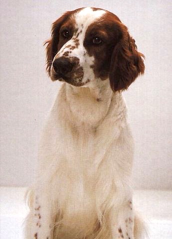 Yupy 夜会11 7 みゆきさん扮する犬は ウェルシュ スプリンガー スパニエル 賢い 人懐こい 環境への順応性が高い 勇敢で疲れ知らず ガン ドッグ Gundog 銃猟犬 は鳥を Hounddog 狩猟犬 で獣を追いかける ツンドラ バード で