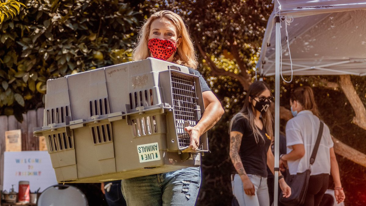 #BREAKING – HUGE NEW RESCUE! Over 20 dogs have been released from an animal testing laboratory in the United States and BFP is rehabilitating and re-homing them all. We don’t know the details of the experiments performed on them, but many require extensive veterinary care.

1/2.