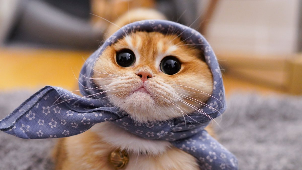 Is that you Minushka 🙀