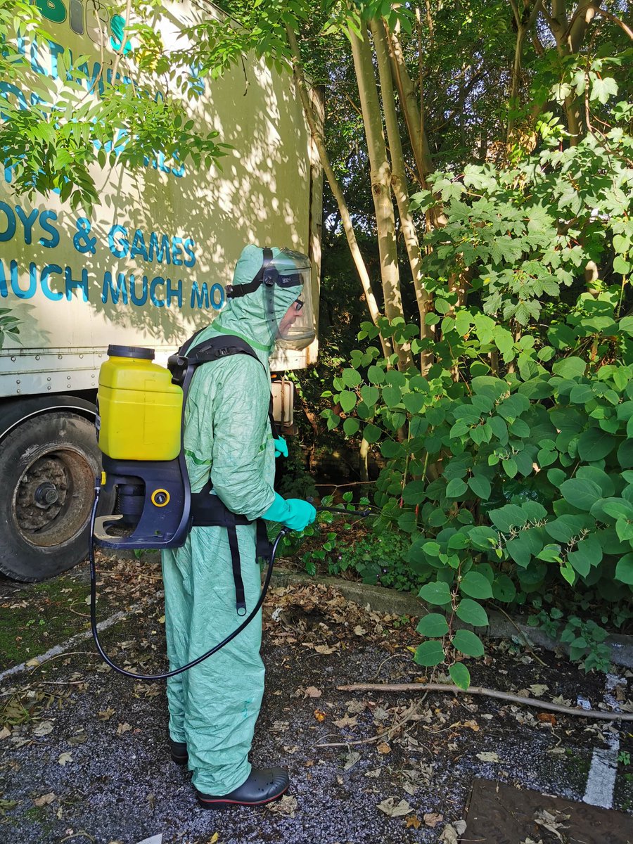 HolmeRiver's tweet photo. We've been busy over the last month tackling Japanese knotweed. This invasive non-native plant outcompetes our native plant species.  We are working hard so our river is knotweed free!! #INNS #INNSOUT #riverholme @EnvAgency @YISF__INNS https://t.co/RjI4CJvKqg
