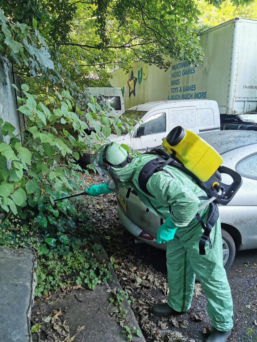 HolmeRiver's tweet photo. We've been busy over the last month tackling Japanese knotweed. This invasive non-native plant outcompetes our native plant species.  We are working hard so our river is knotweed free!! #INNS #INNSOUT #riverholme @EnvAgency @YISF__INNS https://t.co/RjI4CJvKqg