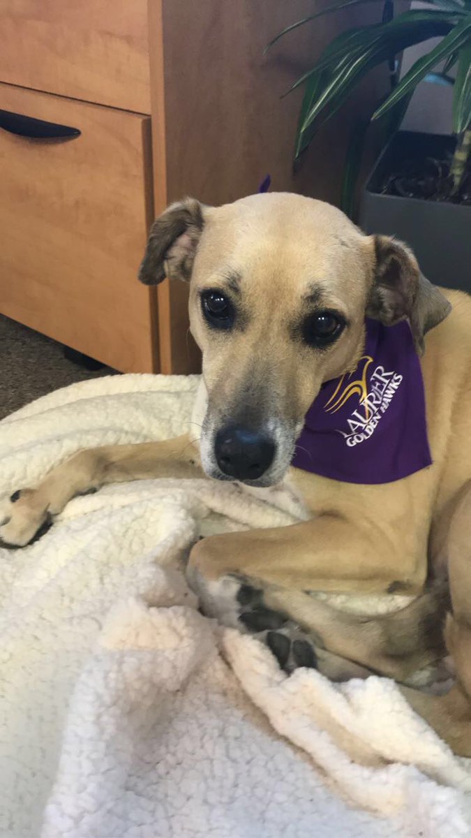 Laurier Dogs tweet media