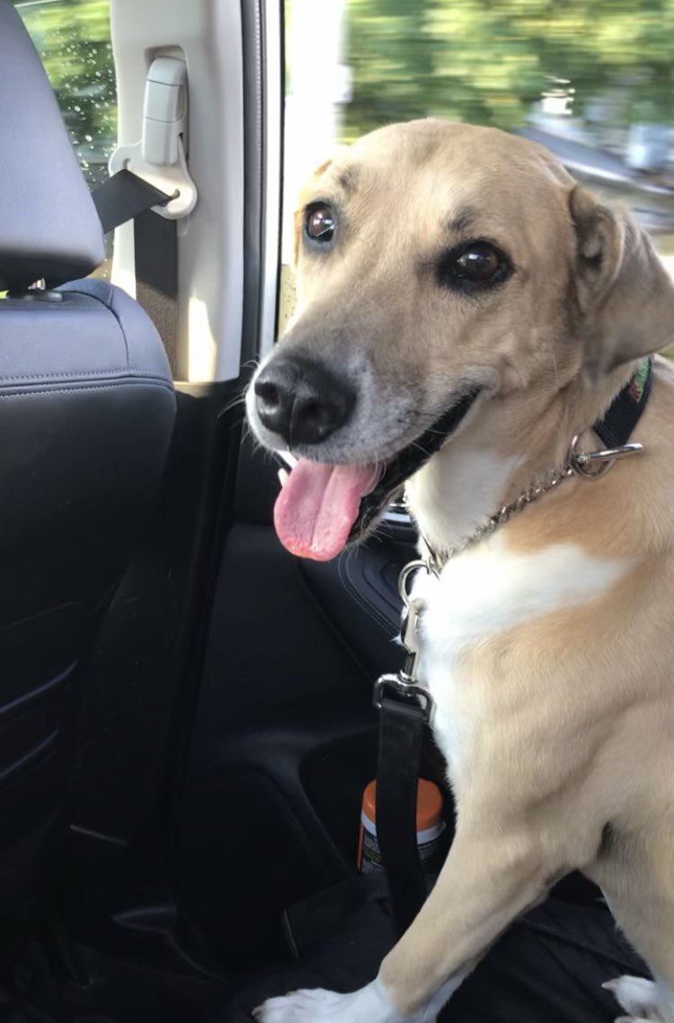 Laurier Dogs tweet media