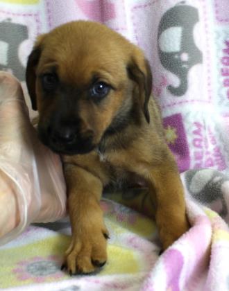 MadLilMax's tweet photo. #PuppoAlert!
My name is Beth🐶 I'm a Medium Female Chow Chow/Retriever, Labrador. I'm 2 months  1 day old, &amp; you can totally adopt me from @WrightWayRescue!

Learn more about me: https://t.co/82NvCqq0gp https://t.co/Xj7HsYTSeU