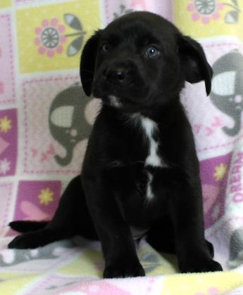 MadLilMax's tweet photo. #PuppoAlert!
My name is Barbie🐶 I'm a Medium Female Chow Chow/Retriever, Labrador. I'm 2 months  1 day old, &amp; you can totally adopt me from @WrightWayRescue!

Learn more about me: https://t.co/PlGWct3PkG https://t.co/DUesKMn9Kb