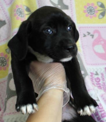 MadLilMax's tweet photo. #PuppoAlert!
My name is Benita🐶 I'm a Medium Female Chow Chow/Retriever, Labrador. I'm 2 months  1 day old, &amp; you can totally adopt me from @WrightWayRescue!

Learn more about me: https://t.co/zgYtDHmN0H https://t.co/idslVz0NAF