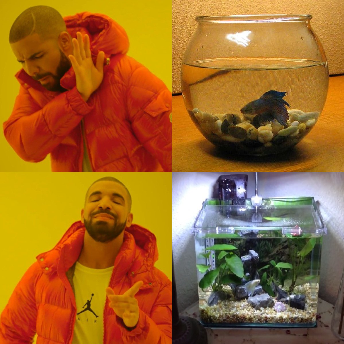 Fishing Mania on X: Meme I made a while back regarding betta fish