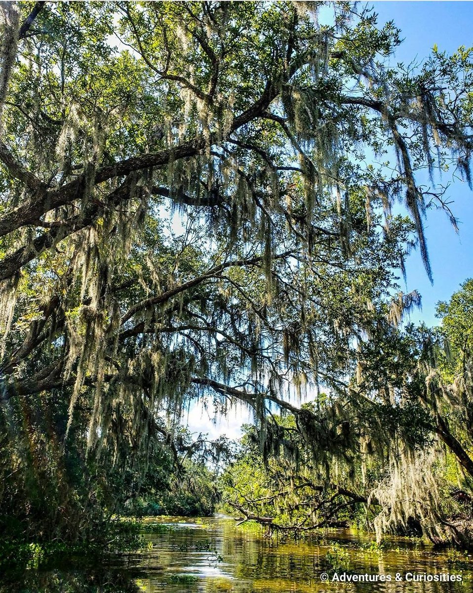 𝔸𝕕𝕧𝕖𝕟𝕥𝕦𝕣𝕖𝕤 & ℂ𝕦𝕣𝕚𝕠𝕤𝕚𝕥𝕚𝕖𝕤 tweet media