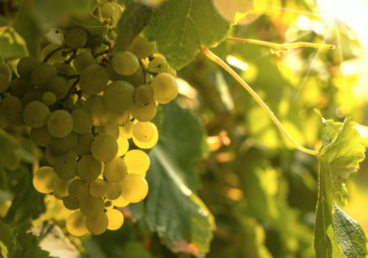 isagro_es's tweet photo. #Poda de la #vid ¿cuándo se podan las parras? https://t.co/D9H8JMufiN https://t.co/7fAx5X5N7y