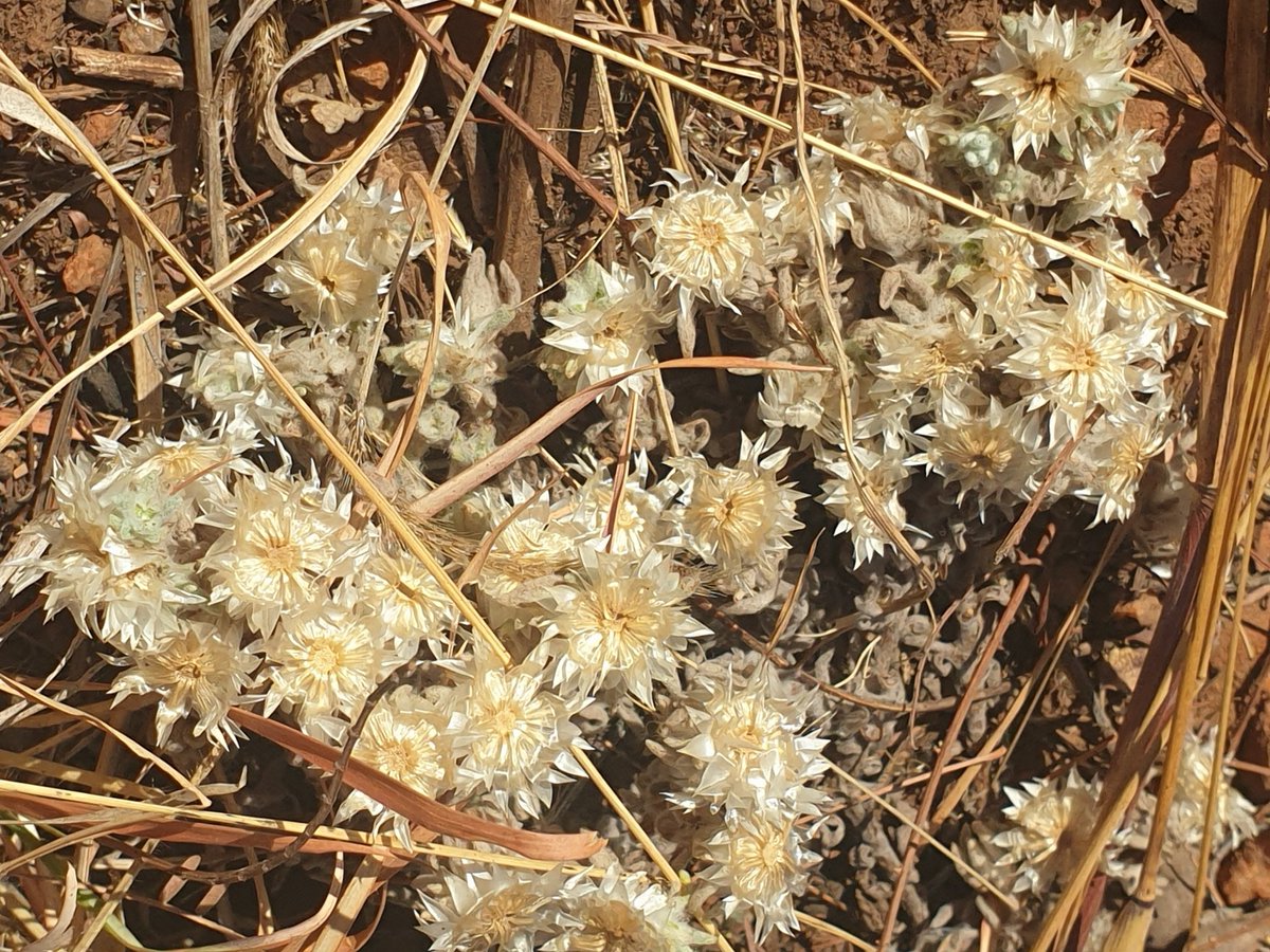 MartiBlom's tweet photo. Died out and papery, this is all that is left of the flowers of a Helichrysum. My guess an H. argyrosphaerum because they like sandy soils and disturbed areas. This one next to a path in #Magaliesberg #BotanyOnTheRun https://t.co/SISZyHpurK