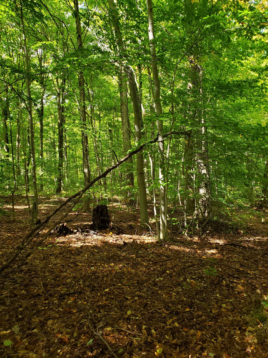 Math while on medicine walk. Using horsetail for multiplication, patterning and geometry.
