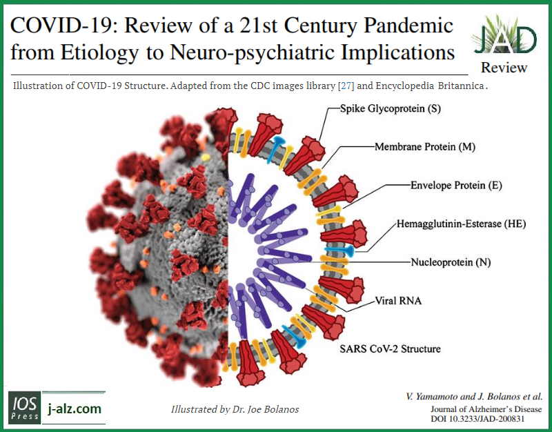 journal_ad's tweet photo. Read this #COVID19 review in JAD. The authors Yamamoto et al. (@WorldBrainMap) comment that it "could update scientists about the state-of-the-science &amp; clarify ambiguity about the diagnostics and therapeutics strategies for COVID-19." View at: https://t.co/84UGbFs2oy #journalAD https://t.co/bBqmEaOXvd