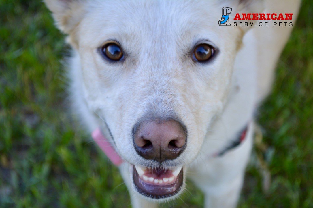 AmServicePets's tweet image. FACT: Most people don't know that federal laws trump any state laws regarding service animals.