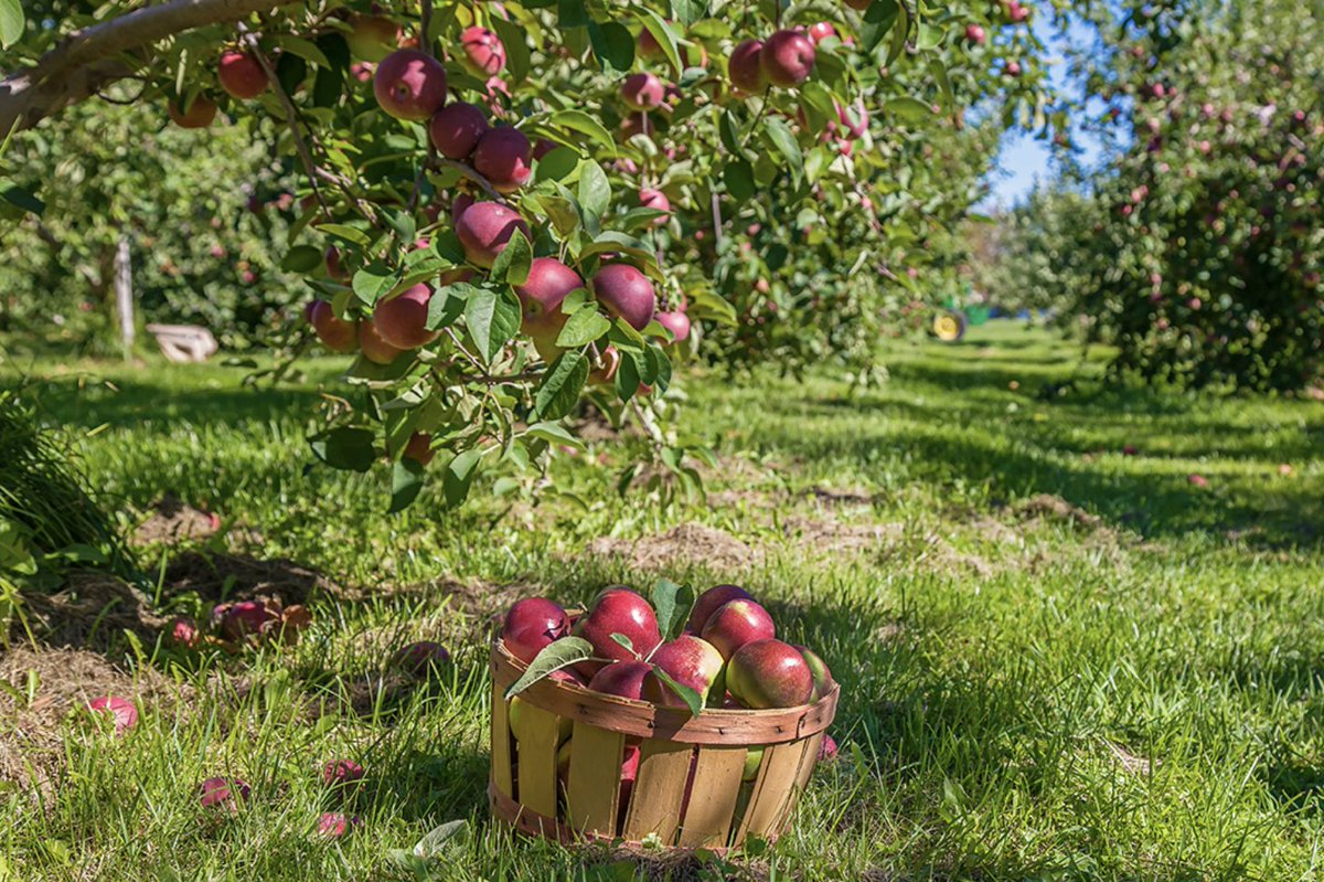 Who else is excited for all the fall treats?!