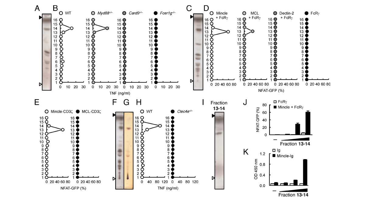 JExpMed's tweet photo. Masahiro Nagata, Sho Yamasaki @Biken_RIMD_jp, @sjwill99 and colleagues purify and identify virulent metabolites of H. pylori modified from host lipid that exacerbate #inflammation through C-type lectin receptors. https://t.co/h63I3GAPC9 #InnateImmunity https://t.co/6HCCSIzaXX