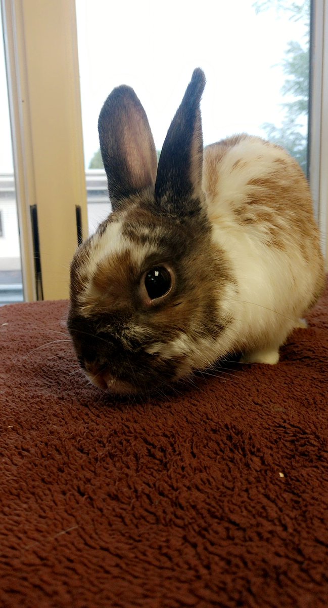 kuradio's tweet photo. The #kuradio #RadioForPets #PetOfTheWeek is Mr. Toby! Call the Humane League at 717-393-6551 for more information. https://t.co/vrDFbEp0DG