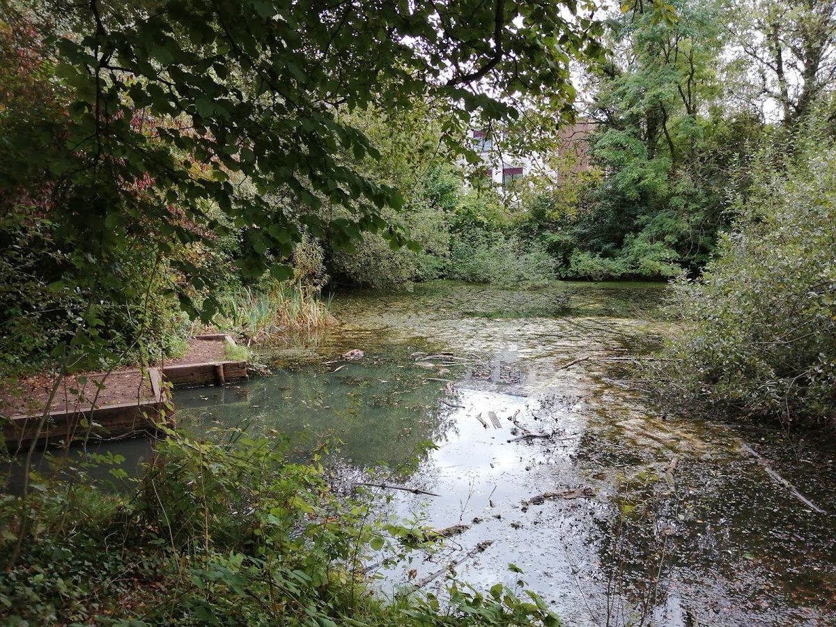 Number 20 - The Howardian Local Nature Reserve is 32 acres in the lower Rhymney valley in Penylan and is a maze of creepy woodland walks with lots of birds and wildlife. The entrance is tricky to find (head to the very end of Hammond Way CF23 9DP)  #cardifflocallockdown