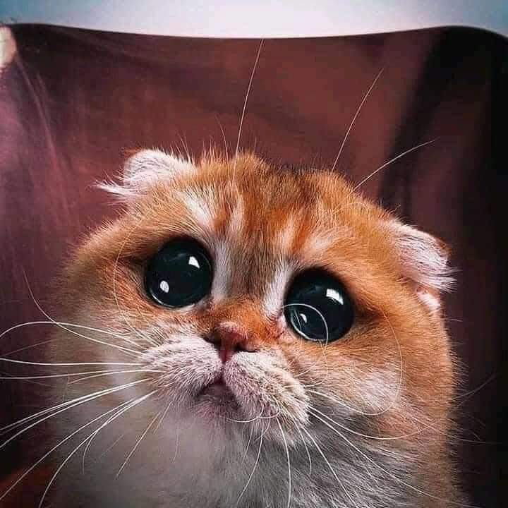 rawandhiaa's tweet photo. @HalaAljobouri22 تغيب عنا تاني https://t.co/GgIWkluzgf