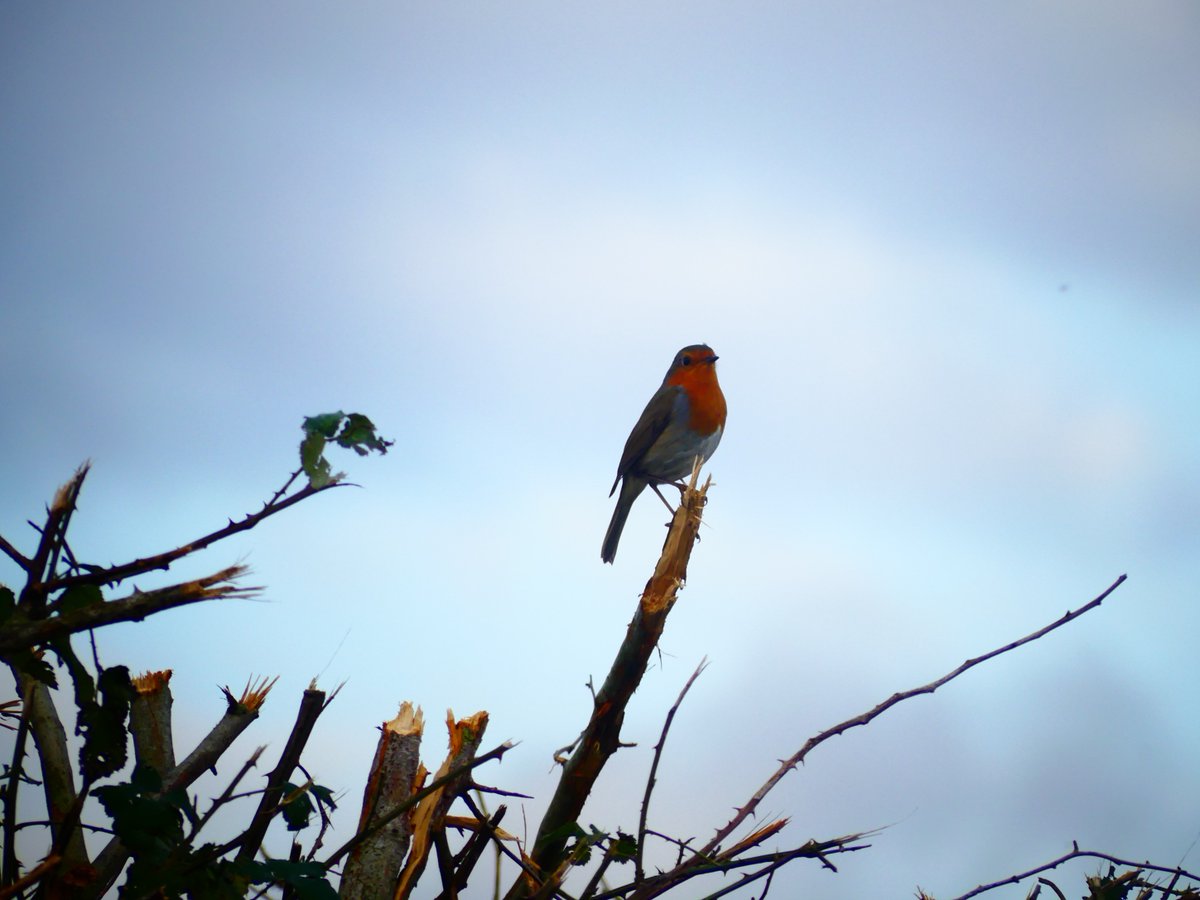 Wild_NEScot's tweet photo. Not a massive amount of migration action in the local landlocked arable, but at least 10 Robins on the track where there's usually none. #birds #postworkwalk https://t.co/jqgIP9cOxm