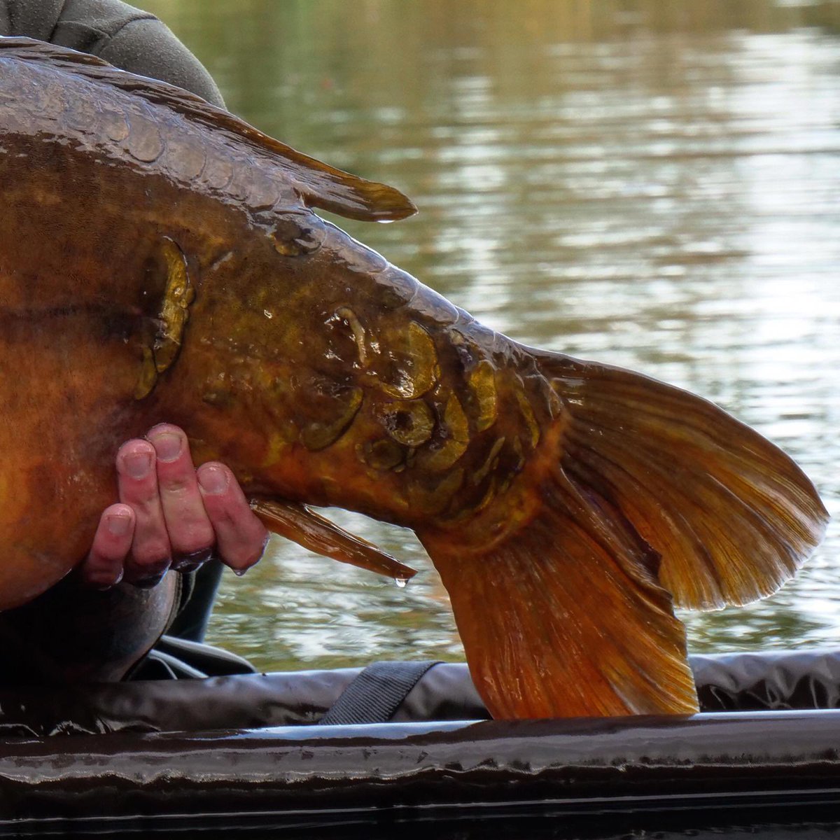 carpinterest's tweet photo. Something a little bit special has just happened 👀🎣 #carp #linearfisheries #stjohnslake https://t.co/Gfjsk8HEro