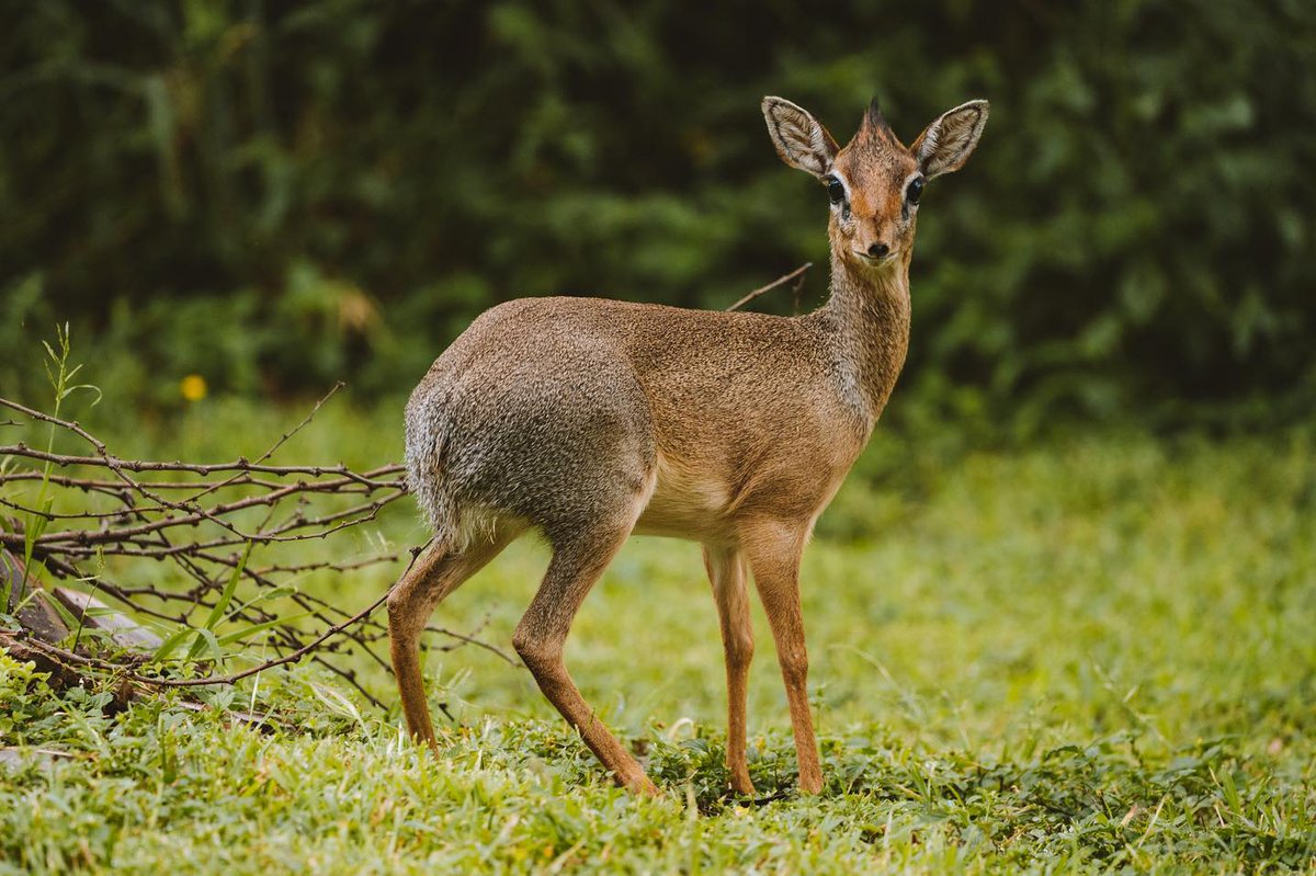 When you stay with us at #serenambuzimawe, be on the look out for the very pretty Klipspringer Antelopes, locally known as Mbuzi Mawe aptly named for it mainly dwells on the granite rocks of the #Serengeti. It is the Klipspringer that gives Mbuzi Mawe Serena Camp it's name! https://t.co/vvNPMDN55y